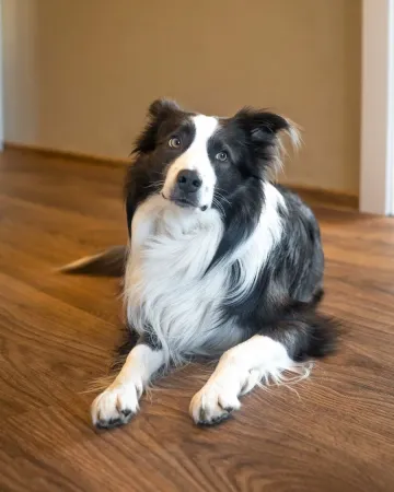 Fynn, Bürohund